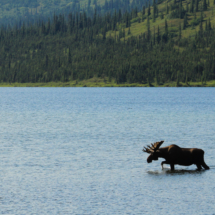 Wonder lake Moose 3